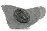 Mrakibina Trilobite - Mrakib, Morocco #353036-1